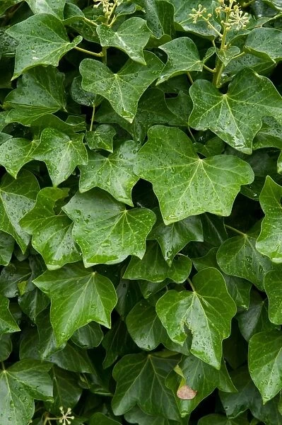 Hedera, ( ivy). Hedera (ivy). Family: Araliaceae