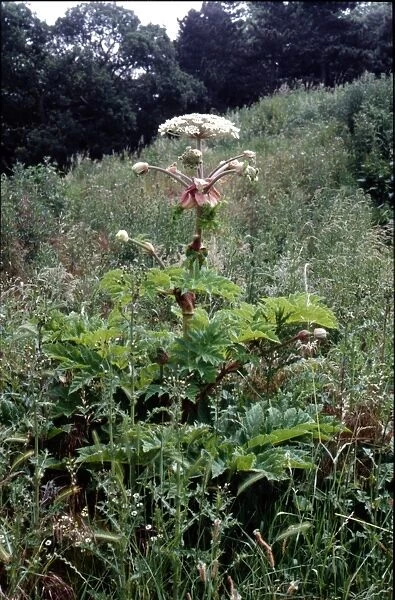 Heracleum mantegazzianum - Giant Hogweed
