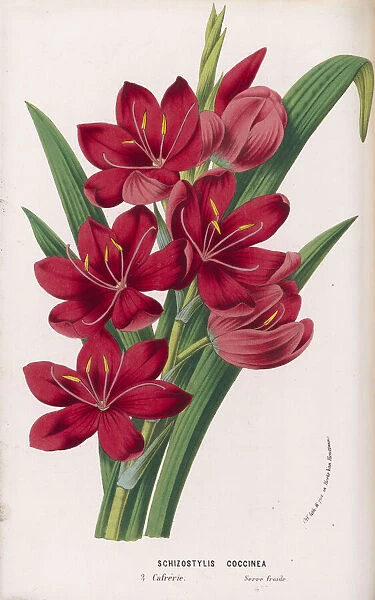 Hesperantha coccinea, 1845-1883