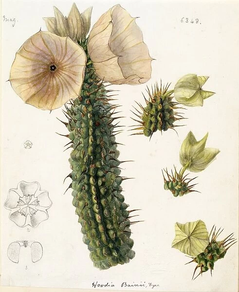 Hoodia bainii, 1878. Original illustration of Hoodia bainii