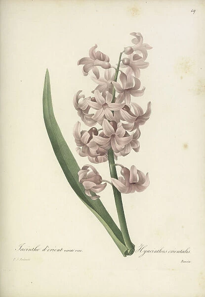 Hyacinthus orientalis, 1827