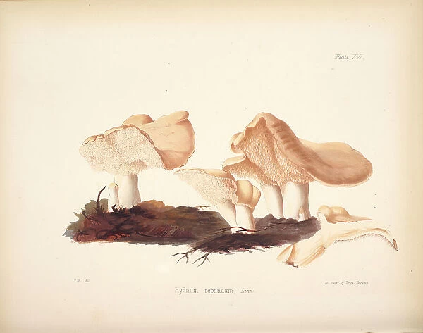Hydnum repandum, 1847-1855