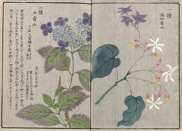 Hydrangea (Hydrangea macrophylla var serrata) and Clerodendron, (Clerodendron trichotomum), woodblock print and manuscript on paper, 1828
