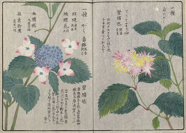 Hydrangea (Hydrangea serrata var. japonica), woodblock print and manuscript on paper, 1828