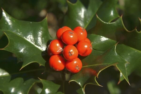 Ilex aquifolium. common holly and red berries