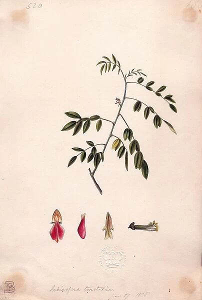 Indigofera tinctoria (Indigo), 1826