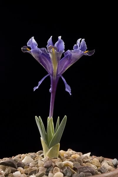 IRIDACEAE, Iris, stenophylla, 20072754SSUM