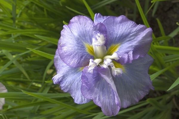 Iris ensata. Iris Garden at wakehurst Place