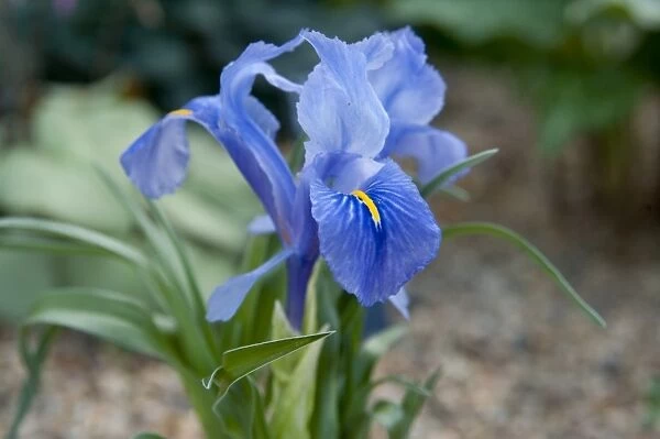 Iris planifolia. IRIDACEAE, Iris planifolia, 19832447