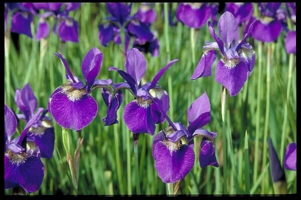 Iris sibirica, Siberian iris growing at Wakehurst place, Sussex