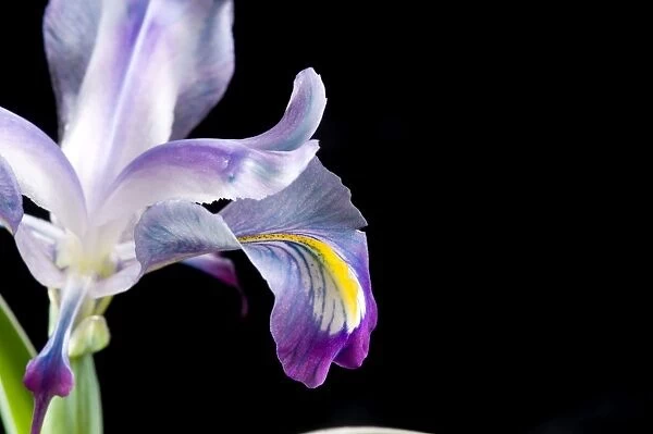 Iris stocksii. IRIDACEAE, Iris stocksii