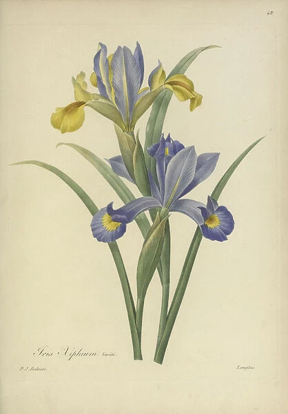 Iris xiphium variété, 1824 -1833