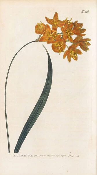 Ixia polystachya, 1805