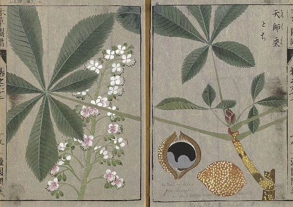 Japanese Horsechestnut (Aesculus turbinata), woodblock print and manuscript on paper, 1828