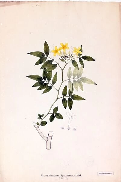 Jasminum chrysanthemum, R.(Jasmine)
