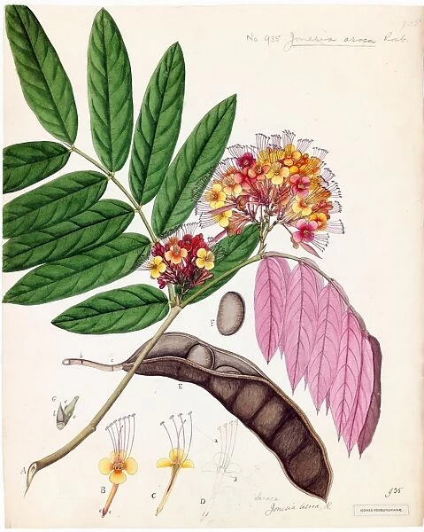 Jonesia asoca, R. Watercolour on paper, no date (late 18th, early 19th Century)