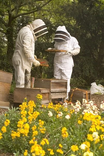 Kew bee hives. tending the bee hives