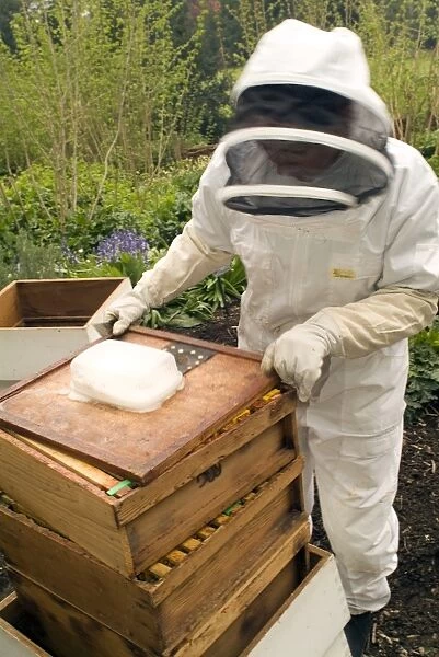 Kew bee keeper. reassembling the hives