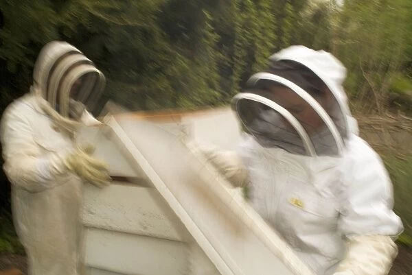 Kew bee keepers. reassembling the hives