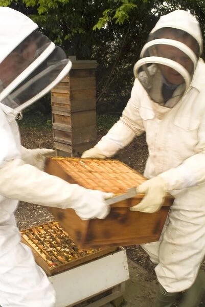 Kew bee keepers. putting the hive back together