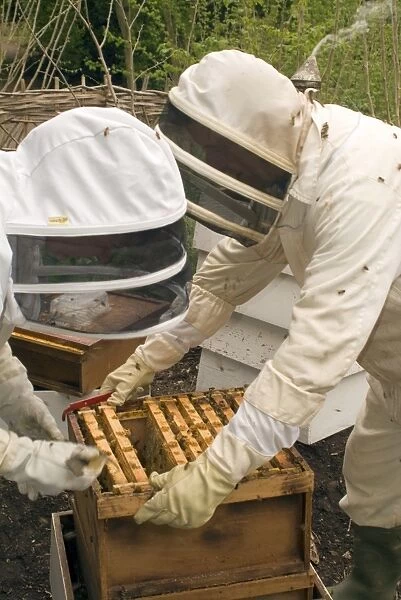 Kew bee keepers. bee keepers examining the hives