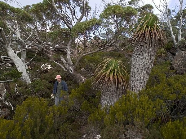Kew Plant Collector. RBG Kew botanist collecting seeds on an expedition to Tasmania