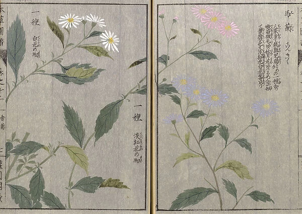 Koyomena (Kalimeris indica), woodblock print and manuscript on paper, 1828