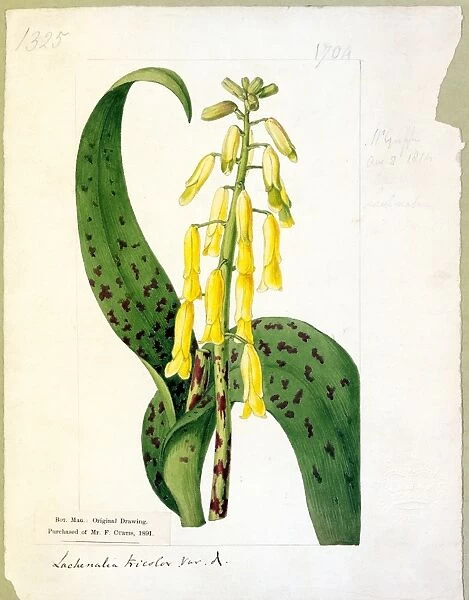 Lachenalia quadricolor (┼Æ. ) lutea ( Spotted-leaved Yellow Lache