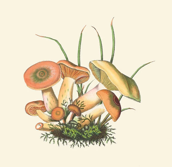 Lactarius deliciosus, Tafein 6, 1831-1846
