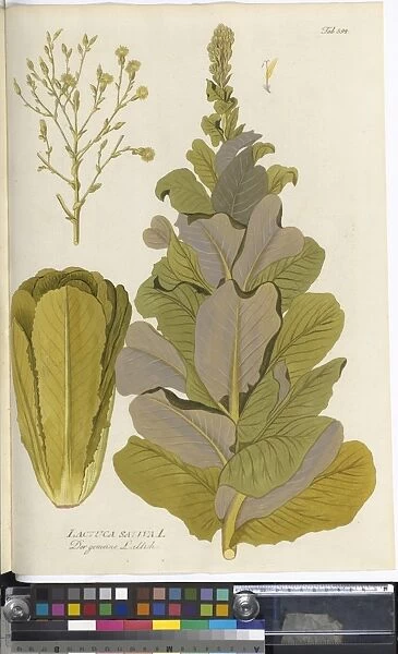 Lactuca sativa, lettuce, 1791
