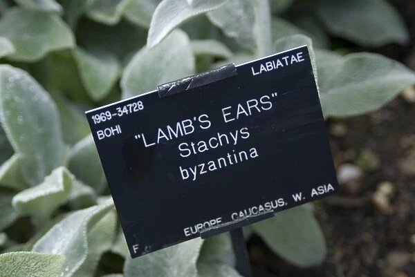 Lambs Ears