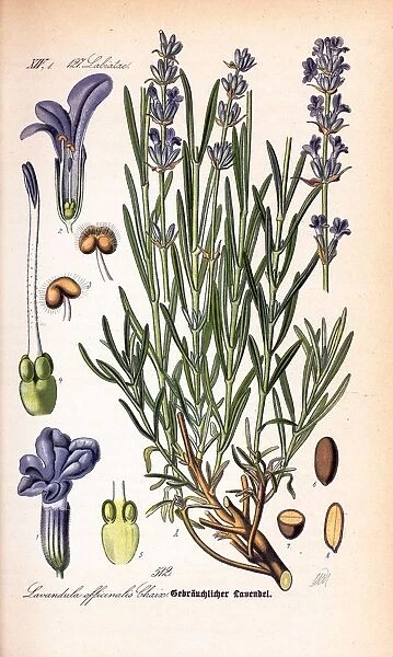 Lavandula officinalis (lavender), 1889