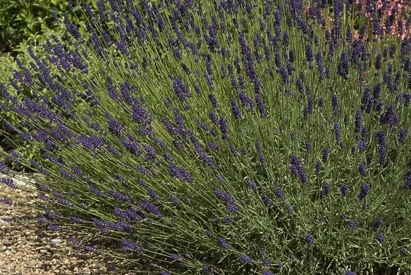 Lavender. Lavandula, augustifolia, hidcote, 20032037DODN