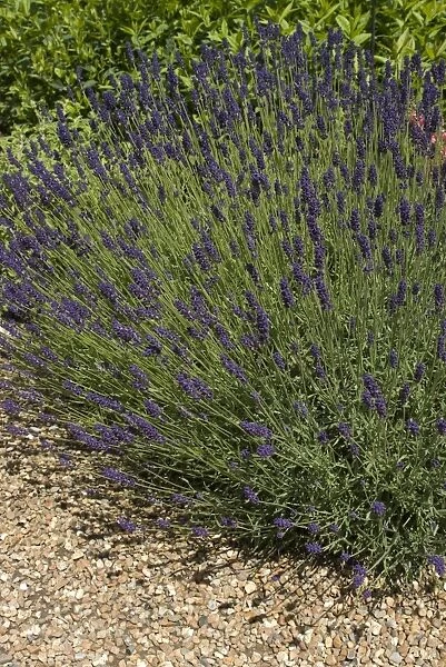 Lavender. Lavandula, augustifolia, hidcote, 20032037DODN