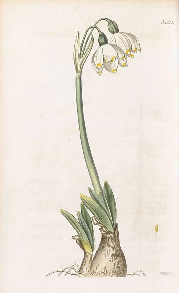 Leucojum vernum, 1818
