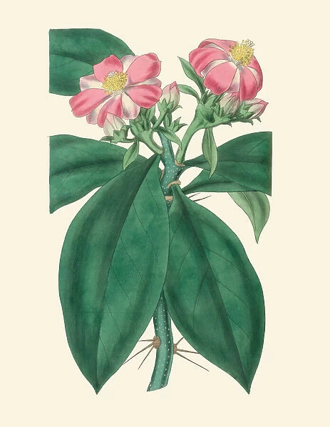 Leuenbergeria bleo, 1836