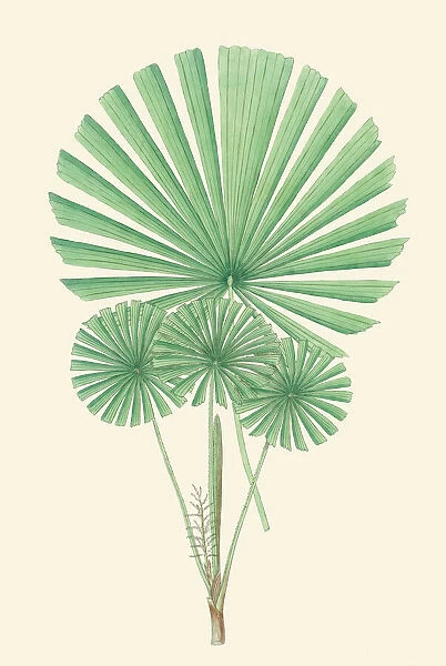 Licuala longipes, 1850