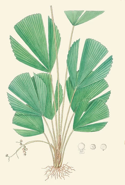 Licuala triphylla, 1850