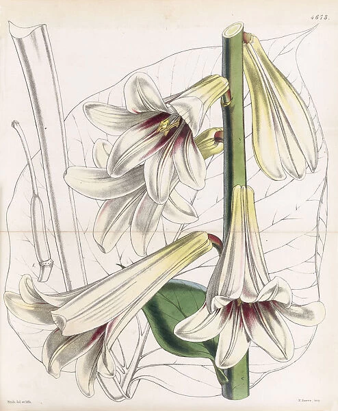 Lilium giganteum, 1852