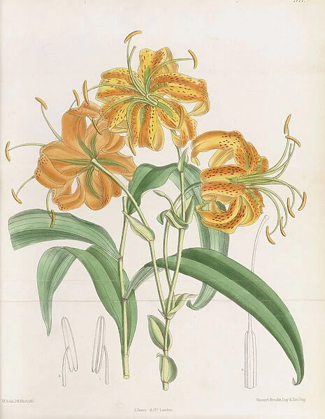 Lilium henryi, 1891. Hand-coloured lithograph on paper by Matilda Smith, 1891