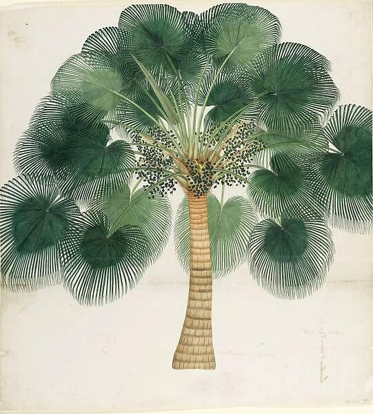 Livistona chinensis, ca 18th century