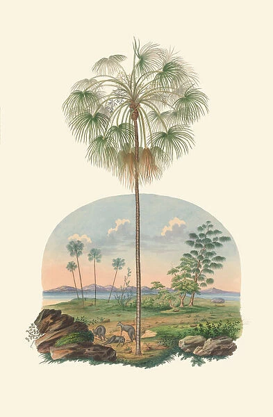Livistona inermis, 1823-53
