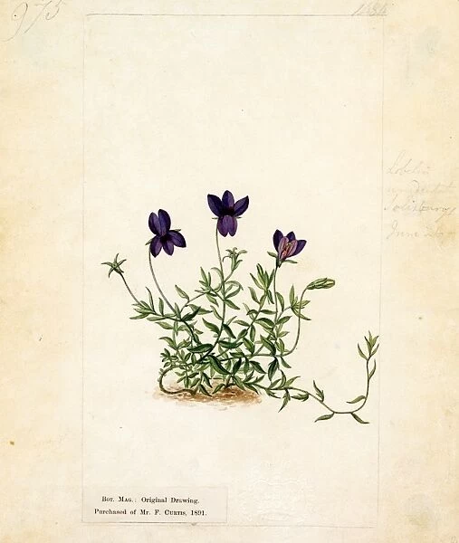 Lobelia unidentata. Original illustration from Curtiss Botanical Magazine
