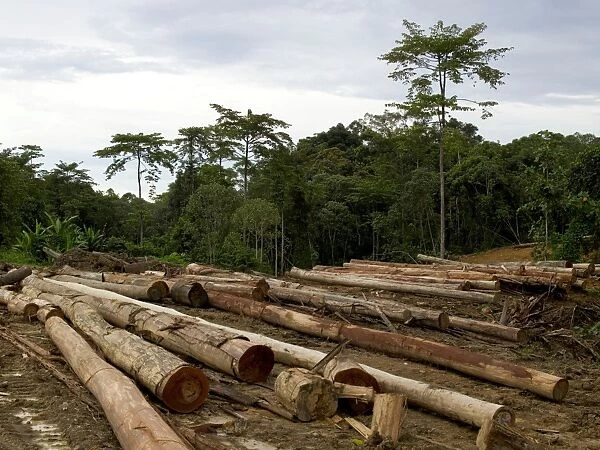 Logging, Malaysia. Logging on the road to Maliau Basin Conservation Area, Sabah, Malaysia