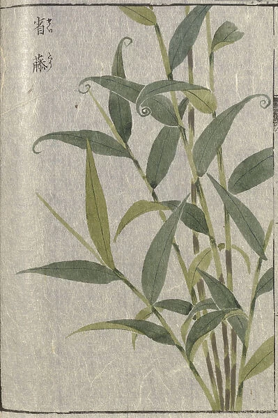 Lopatherum grass (Lophatherum gracile), woodblock print and manuscript on paper, 1828