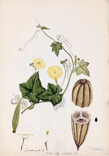 Luffa acutangula Roxb, 1795-1804