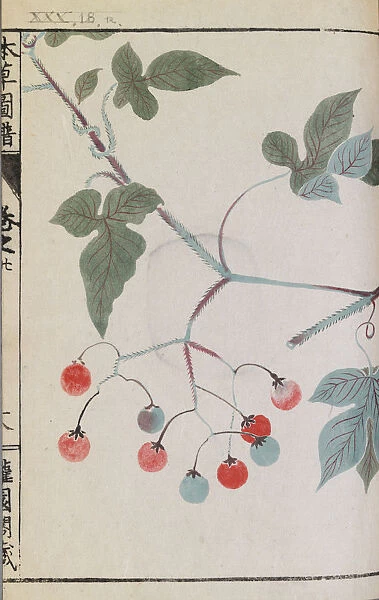 Lyreleaf nightshade with red berries (Solanum lyratum Thunb), woodblock print and manuscript on paper, 1828