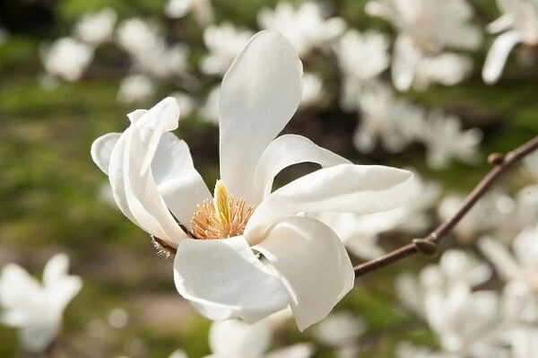 Magnolia, heptapeta