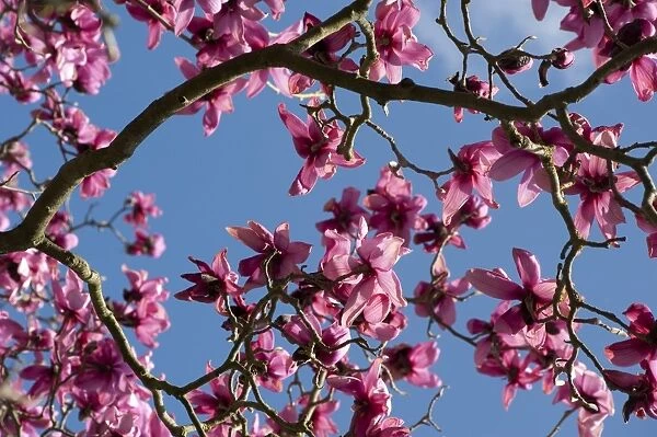 Magnolia campbellii. MAGNOLIACEAE, Magnolia campbellii