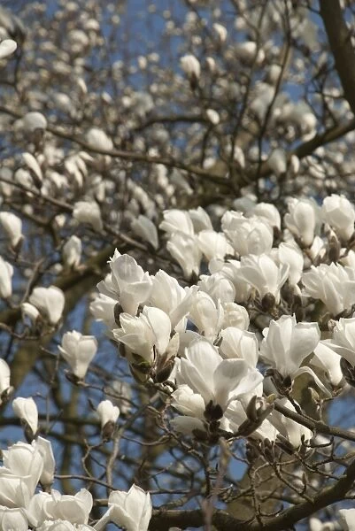 Magnolia heptapeta. white ornamental magnolia